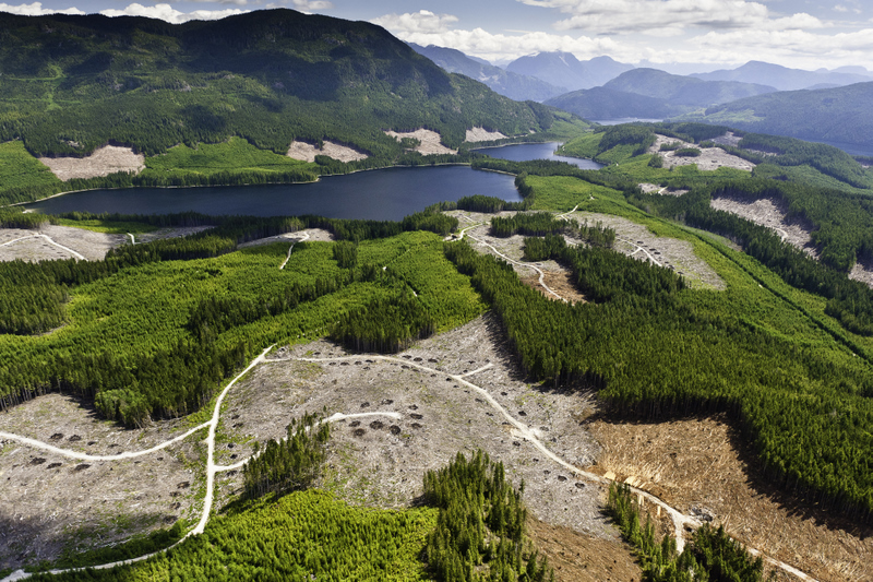 TimberWest logging threatens Great Bear Rainforest Solution